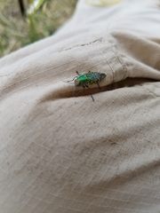Buprestis confluenta