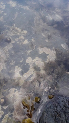 Lithophyllum incrustans