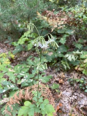 Nabalus trifoliolatus