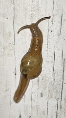 Sheldoniinae