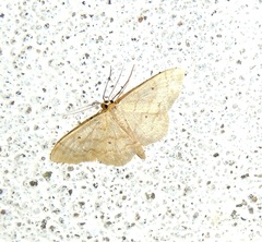 Idaea biselata
