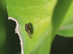 Brachycera