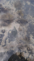 Lithophyllum incrustans