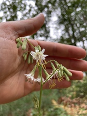 Nabalus trifoliolatus