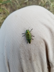 Buprestis confluenta