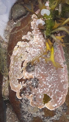 Lithophyllum incrustans