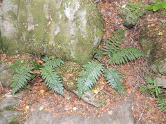 Polystichum vestitum