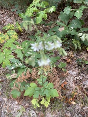 Nabalus trifoliolatus