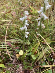 Spiranthes