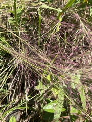 Coleataenia rigidula