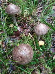 Leccinum variicolor