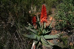 Aloe arborescens × ferox