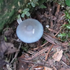 Mycena