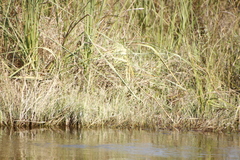 Gomphocarpus