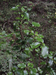 Griselinia littoralis