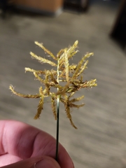Cyperus esculentus