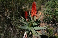 Aloe arborescens × ferox