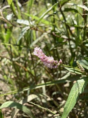 Persicaria pensylvanica