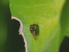 Brachycera