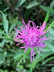 Centaurea nigrescens