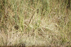 Gomphocarpus