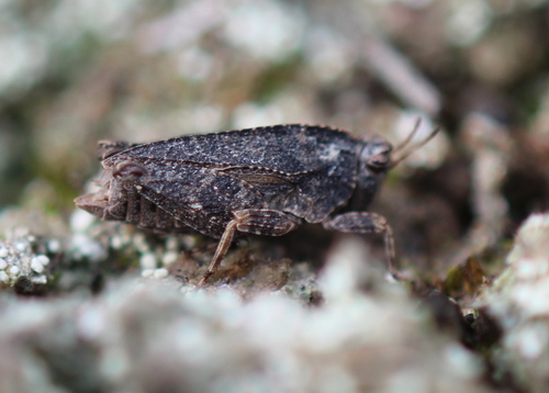 Crested Pygmy Grasshopper photo 6
