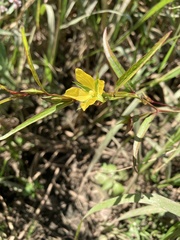 Ludwigia linearis