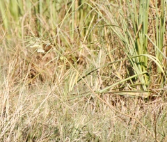 Gomphocarpus
