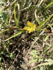 Ludwigia linearis