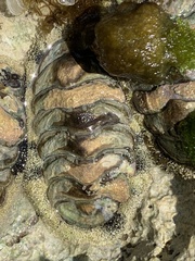 Acanthopleura granulata