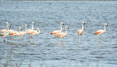 Phoenicopterus chilensis