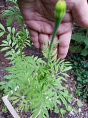 Tagetes