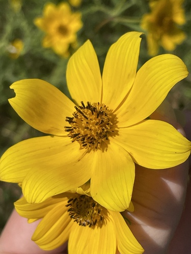 Bidens polylepis iNat (3)