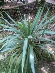 Yucca filamentosa