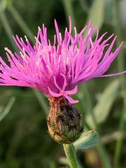 Centaurea nigrescens