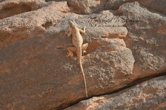 Agama tassiliensis