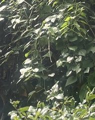 Ampelopsis cordata