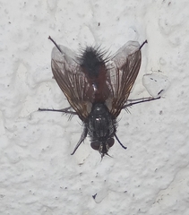 Eriothrix rufomaculata