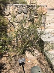 Vachellia schottii