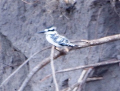 Ceryle rudis rudis