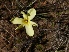 Moraea angusta