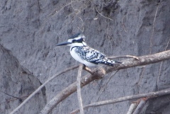 Ceryle rudis rudis