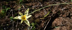 Moraea angusta