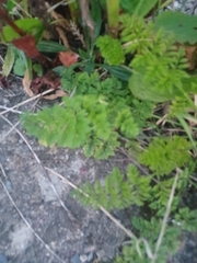 Anthriscus sylvestris