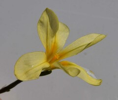 Moraea angusta