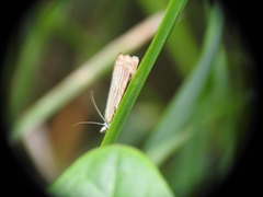 Chrysoteuchia culmella