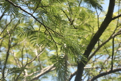 Lysiloma divaricatum