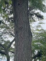 Gleditsia