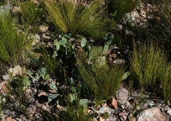 Protea acaulos