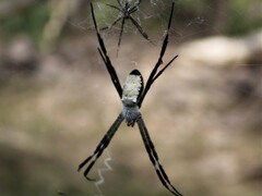 Argiope radon